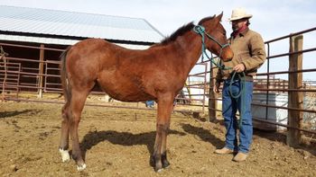 2015 bay colt, Shell Lead The Dance (Special Leader, Bully Bullion)
