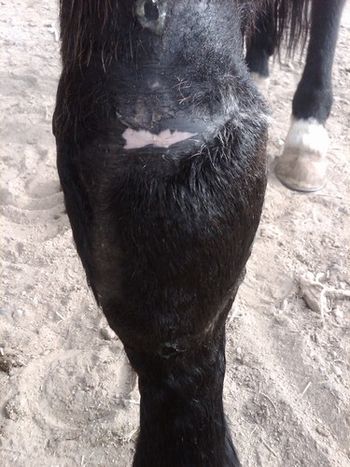 Horses knee after one month of treatment.
