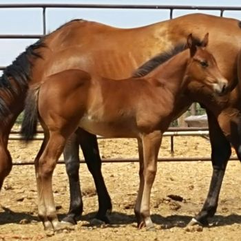 2016 stud colt out of Sister Mary Otoole
