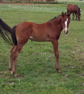 2015 Miss Swami colt
