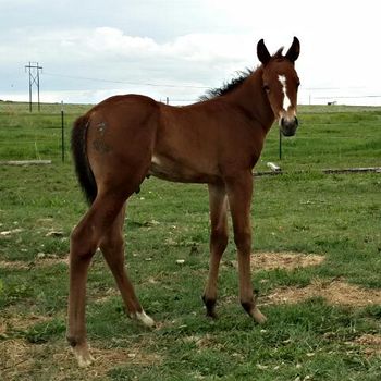 2015 Shell Lead The Dance colt
