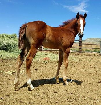 2016 filly out of a Dashing Cleat dam.
