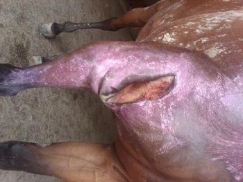Lanes End filly, large wound before treatment with human calibrated acuscope.
