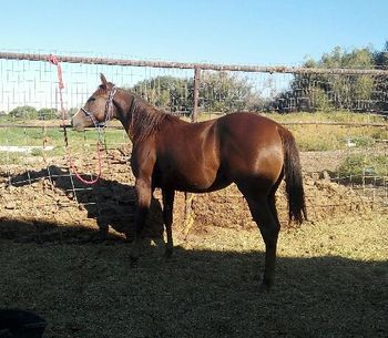 2014 filly, Sister Mary OToole dame
