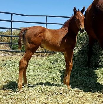 2016 filly out of Shell Lead The Dance

