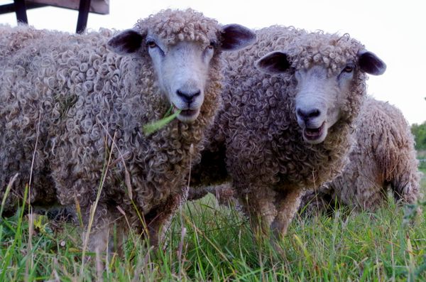 Sheep share a laugh about broken teen vows.