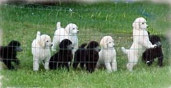 Nichole's first litter 2010 of silvers and whites
