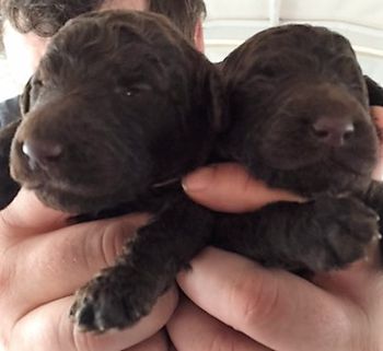 Tyra's brown boys litter 8/27/16
