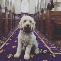 Blessing of the Pets at St John's Anglican Church, Toorak