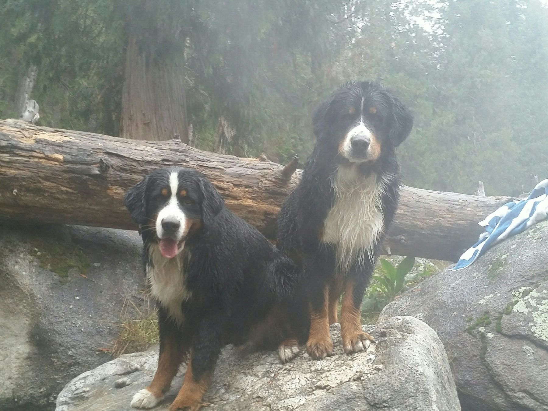 Coburg deals hills bernese