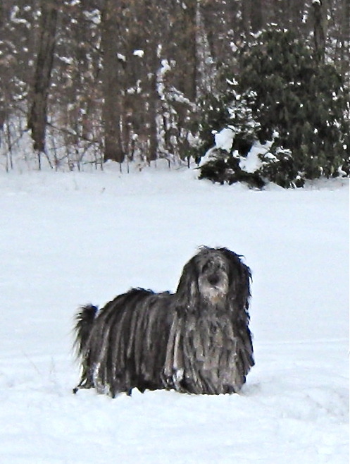 bergamasco shepherd shedding a lot