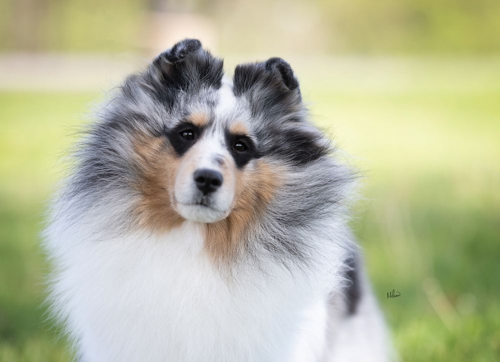 kennel club shetland sheepdog puppies