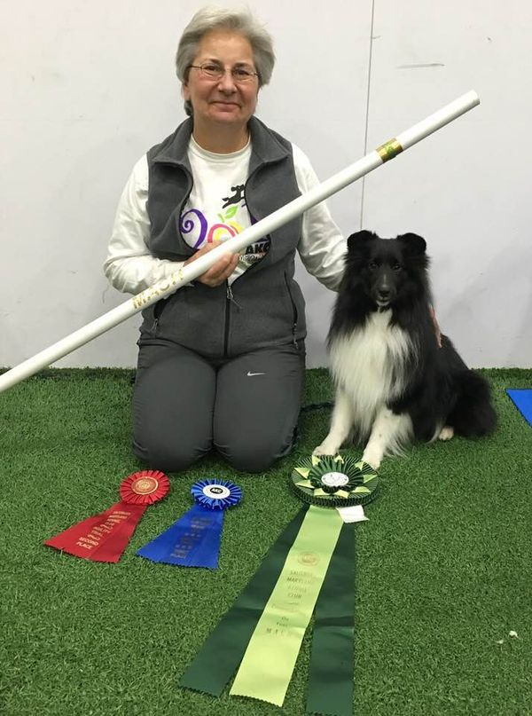 Congratulations to Debra Fronheiser and her team mate, MACH Holly Hill Not Like the Others, "Kip"!  Debra and Kip earned their Master Agility Championship on 12/30/17.  Kip is GCh. Belmark Thriller/Holly Hill Tempest, AX, AXJ.  We could not be prouder of this young dog and his handler!