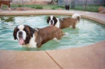 Nothing like a pool to greet the new day
