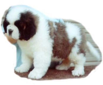 "Ritz" 10 wks
