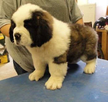 monorchid male longhair 8 wks
