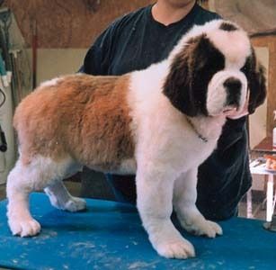 snowy 17 wks longhaired bitch
