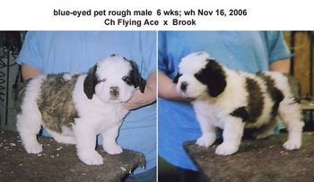 one blue eye longhaired male 6 wks
