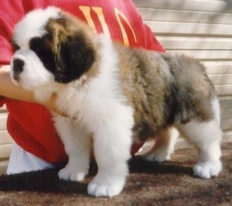 A pretty longhaired bitch puppy
