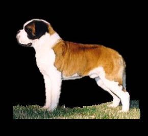Targhee - A top ranking sire in the Hall of Fame with 28 champion offspring.

