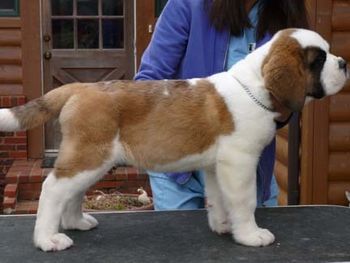 monorchid male shorthair 12 wks
