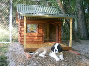 Fancy digs for a Saintly puppy
