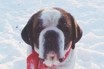 Igor in a Xmas mug shot
