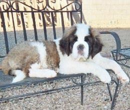 Beautiful longhaired boy enjoying his elevated status.
