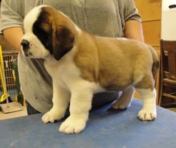 Taser 8 wks shorthaired male
