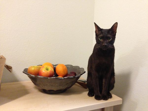 Young Havana Brown Cat Sitting Next to a Bowl of Fruit