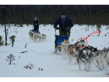 Mushing in Alaska
