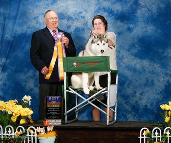 Best in  Specialty - Siberian Husky Club of Metropolitan Dallas
