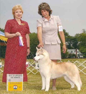 Spice was shown by Johanna, Debbie Studwell and Jessica Plourde to finish her championship just before the 2004 SHCA Specialty. Shown here taking Winners and BOS handled by Debbie.
