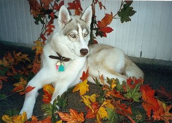 Treana was named after a wine, as was Dominus. Her name was changed to Mystic Sky af Alabama when she went to her new home in Erie, PA. Shown here at 7 months old - that awkward age.
