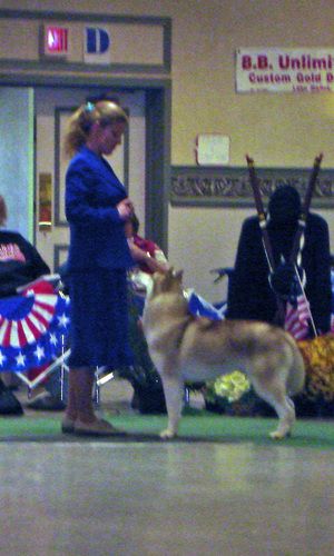 Sage at the 2008 SHCA National Specialty. Shown by Johanna Coutu
