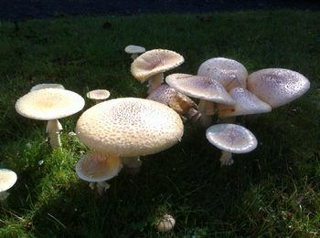 Amanita muscaria
