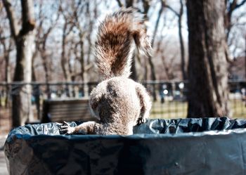 Dumpster Diving
