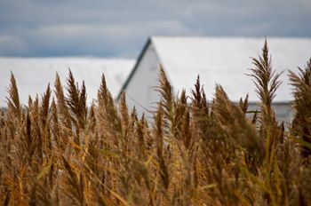 Fields of Gold
