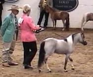 Shown by Kriss Colao, ably standing in for Casey Campbell, Baritone became a 2005 World Top Ten Halter Stallion 30-32".
