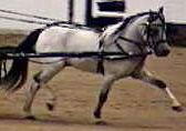 Casey's numerous driving victories also qualified Baritone for the Top Ten Honor Roll in two other Country Pleasure Driving divisions: Gentleman's and Stallions.
