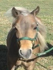 Sweet mare. Conceives & foals easily.
