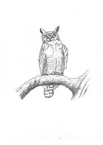 The Owl
