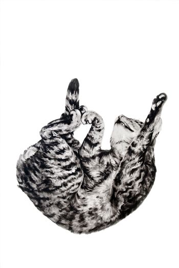 Animals in the City: Gatto Italiano #1 - 85 x 52″ 2011
