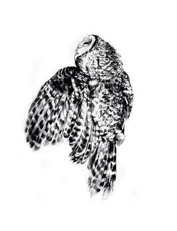 Animals in the City: Owl - 68 x 48″ 2009
