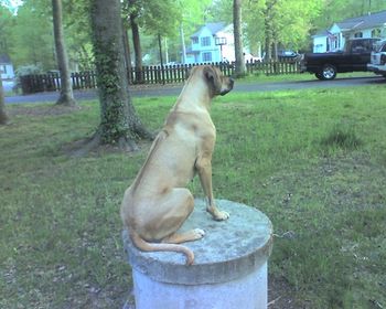 This is Kahlua's favorite spot... The well... She likes to be up high (plus she figured out Midori can't annoy her up there as only one dog fits :) Well unless we make them sit next to one another ;)
