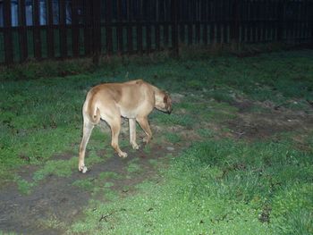 Walking away from Midori and Zareb's crazy puppy play!
