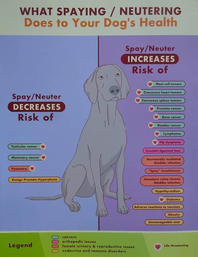 When to hot sale neuter dog