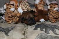 General Waitlist Puppy Deposit