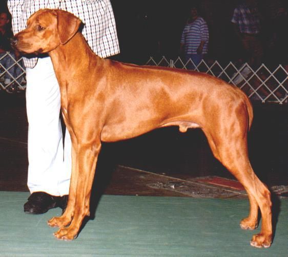 Chimeric Ridgeback On The Rocks Rhodesian Ridgebacks - Midori's Line