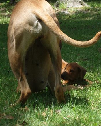 Kahlua teaching Cachaca the rules of playing... "Rule 3: You must bow before jumping on another dog or they might think you are looking for a fight!!!"
